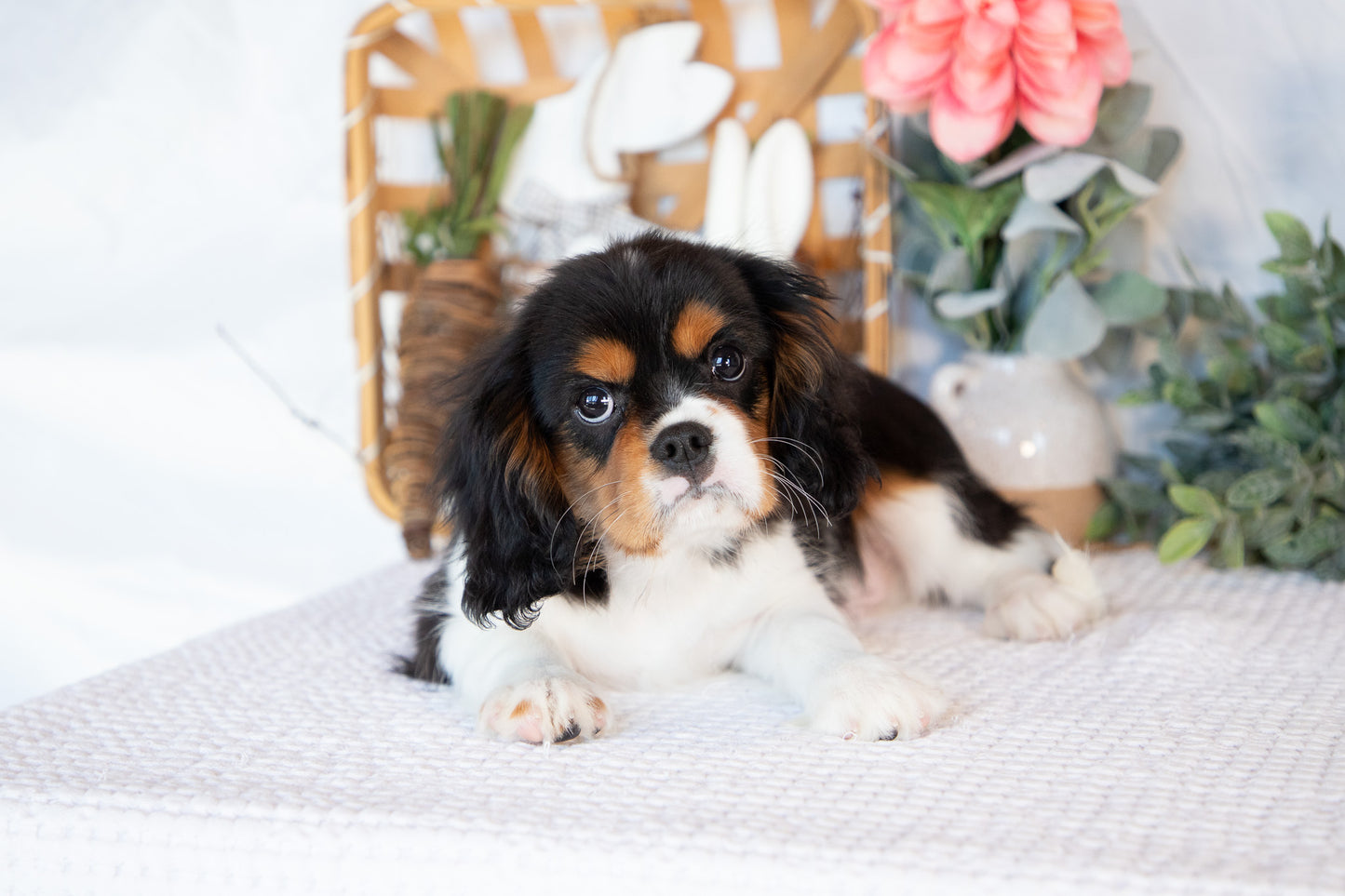 Cavalier King Charles Male (Jordy)