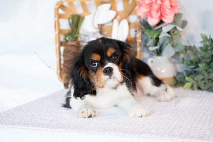 Cavalier King Charles Male (Jordy)