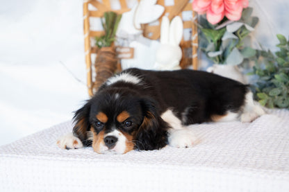 Cavalier King Charles Male (Jordy)