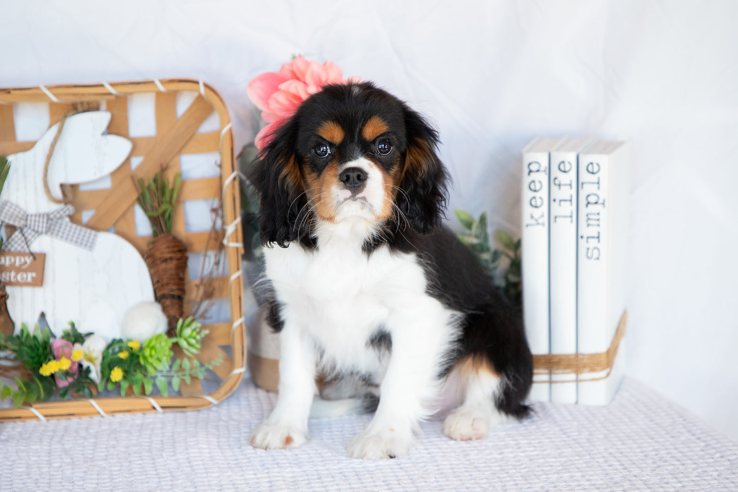 Cavalier King Charles Male (Jordy)
