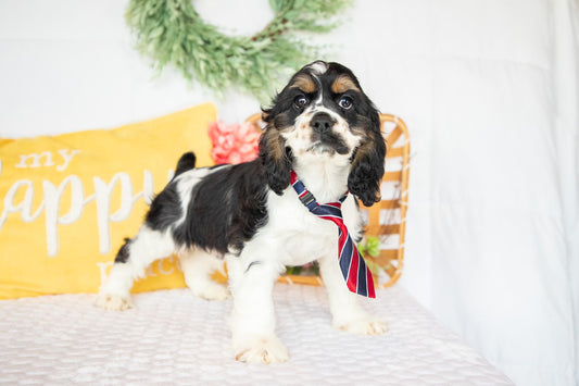 Finnick-Cocker Spaniel Male