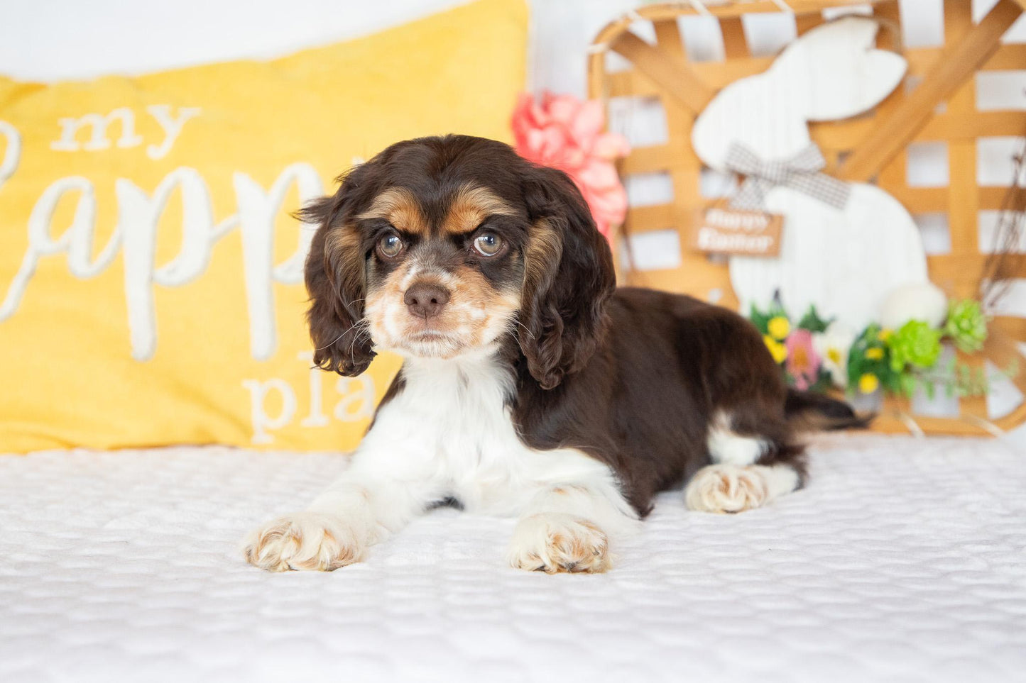 Florence-Cocker Spaniel Female