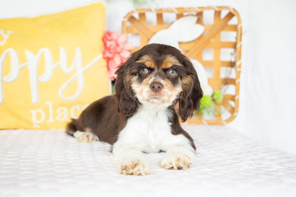 Florence-Cocker Spaniel Female