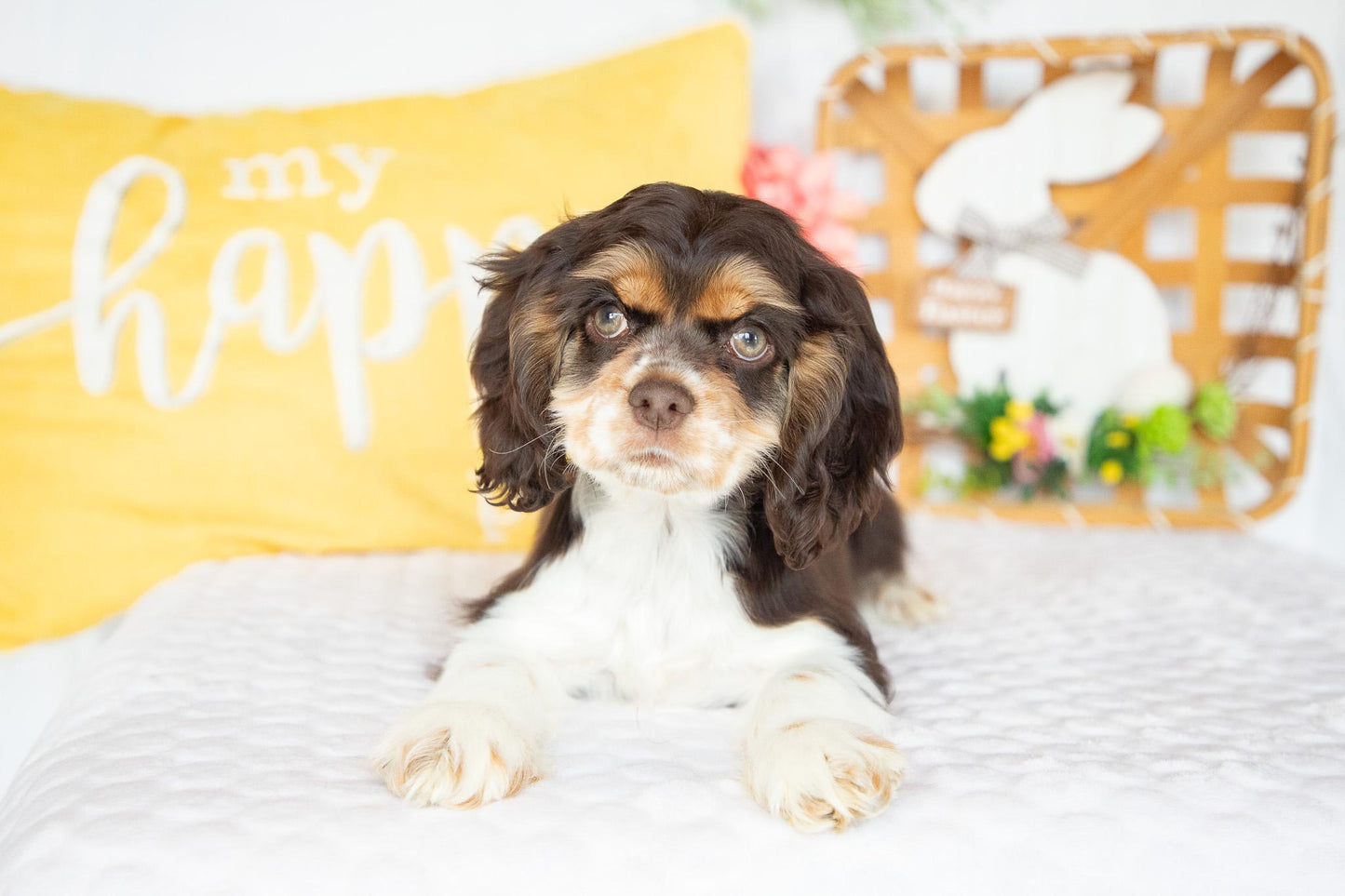 Florence-Cocker Spaniel Female