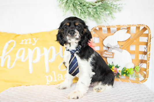 Franklin-Cocker Spaniel Male