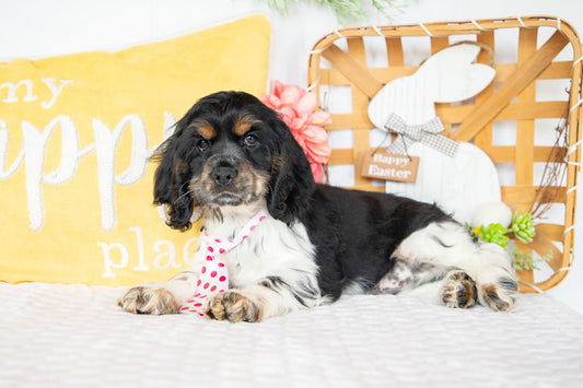 Flynn- Cocker Spaniel Male