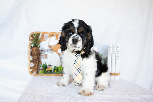 Cocker Spaniel Male (Mason)