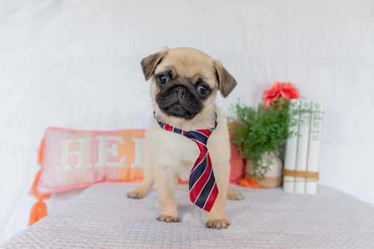 Dante-Male Pug