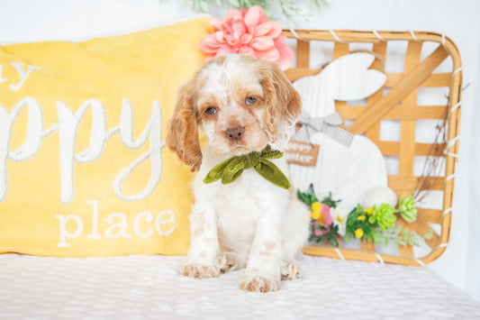 Madeline-Cocker Spaniel Female