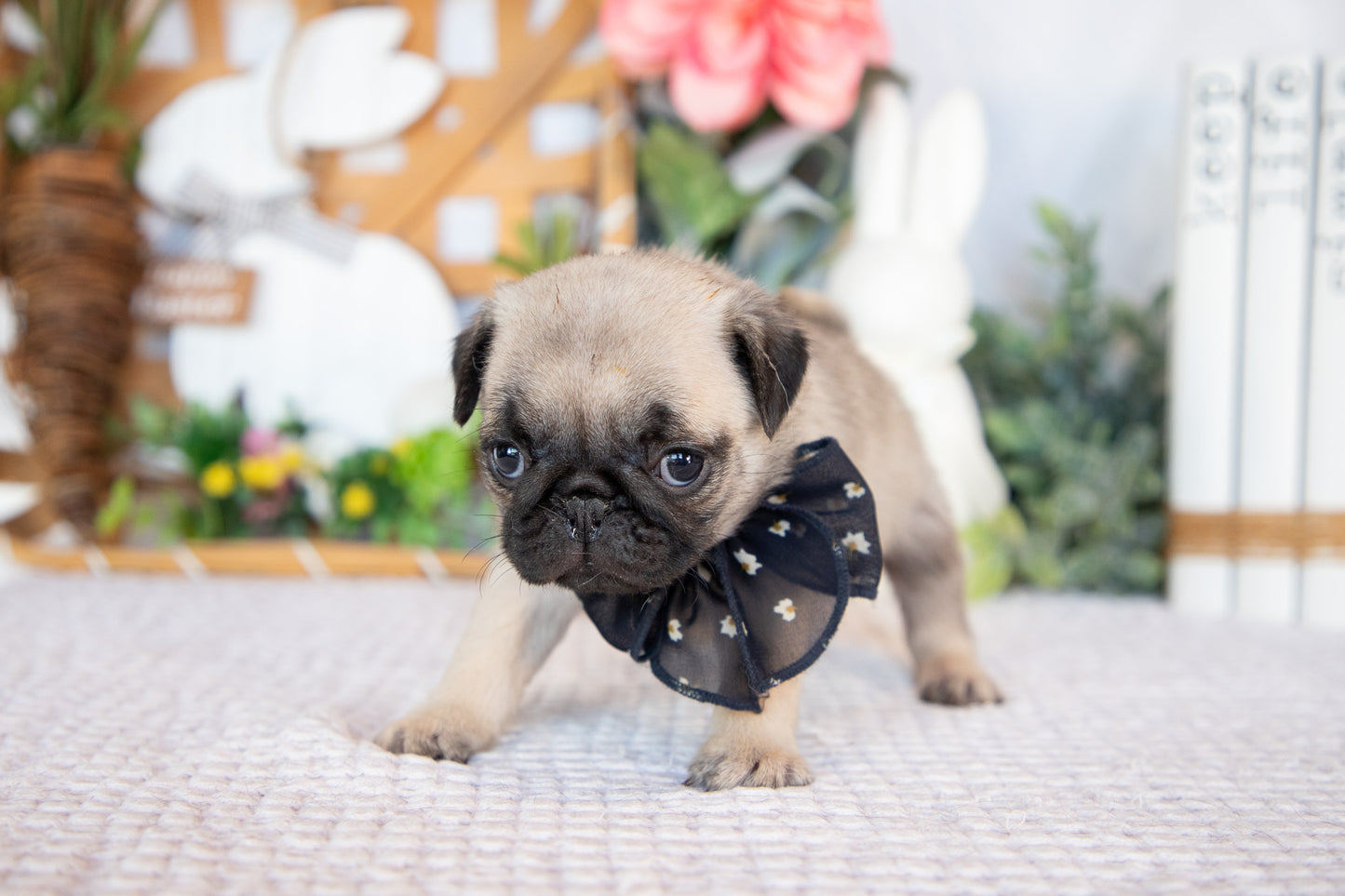 Pug Female (Minnie)