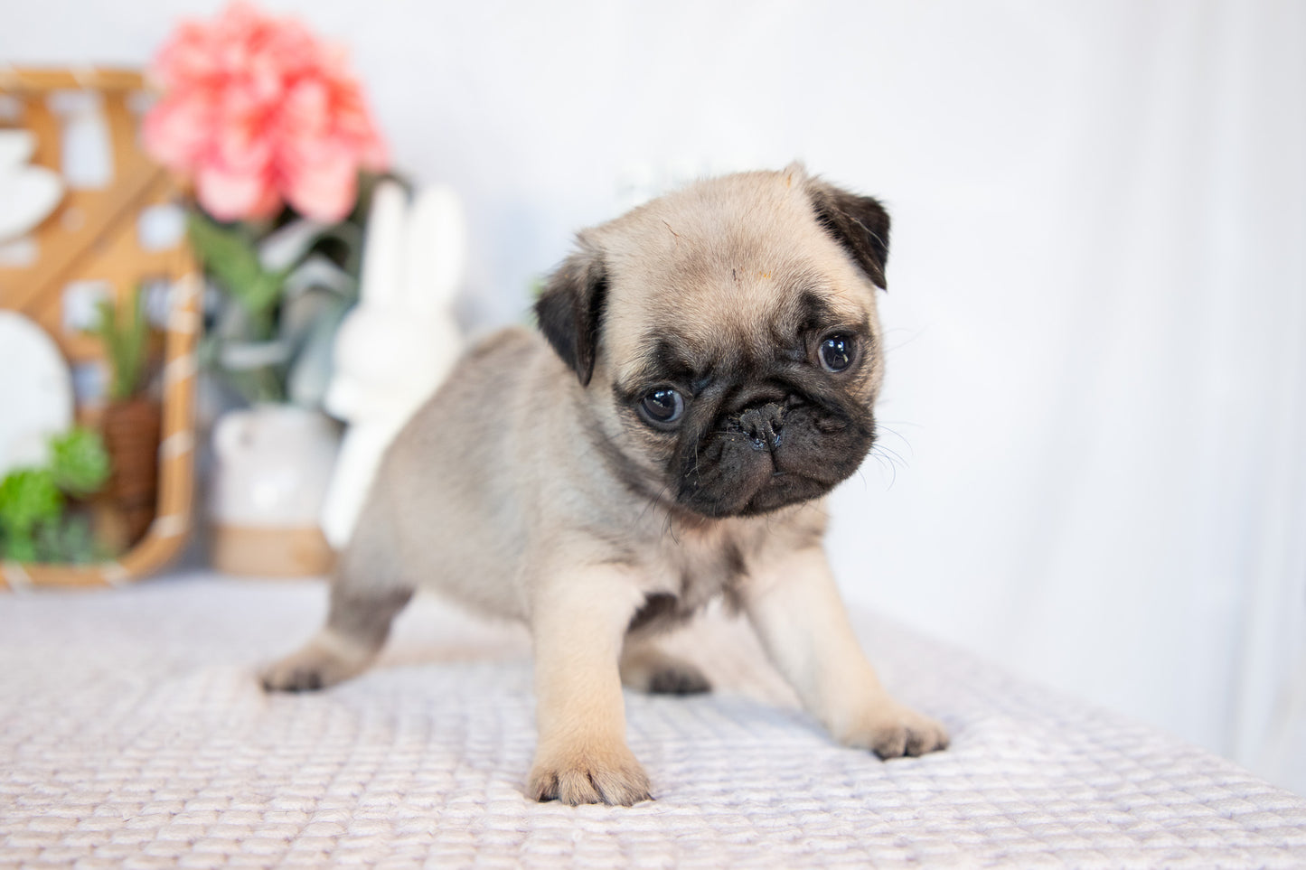 Pug Female (Minnie)
