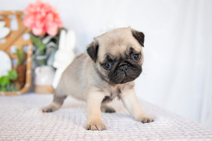 Pug Female (Minnie)