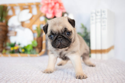 Pug Female (Minnie)
