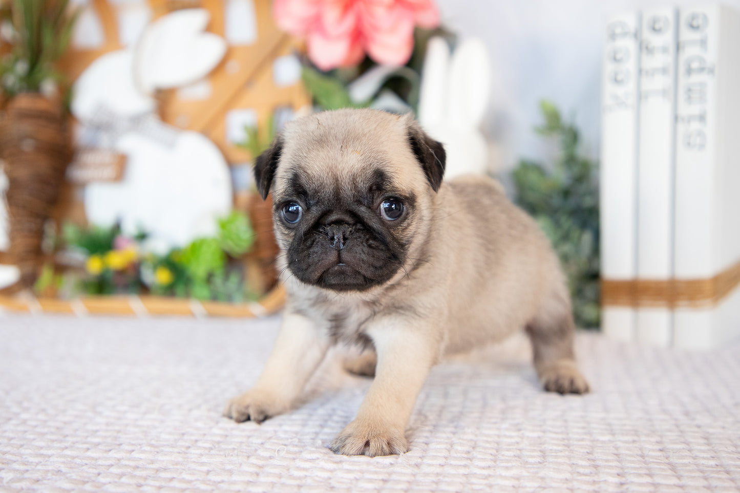 Pug Female (Minnie)