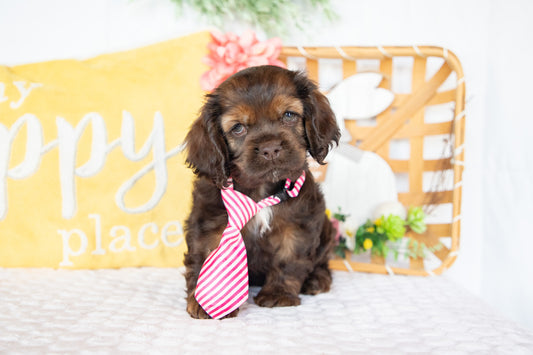 Marty-Cocker Spaniel Male