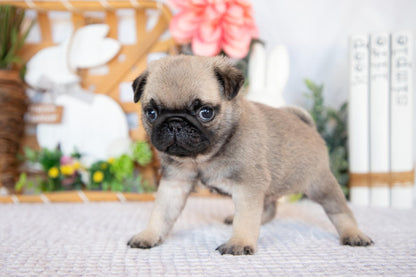 Pug Male (Jax)