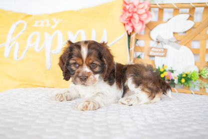 Marie-Cocker Spaniel Female