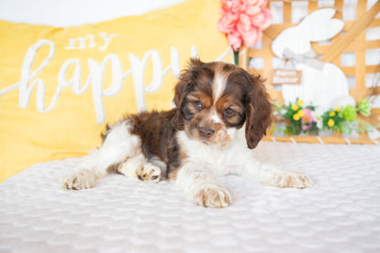 Marie-Cocker Spaniel Female