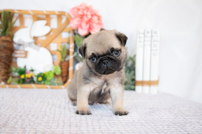 Pug Male (Jax)