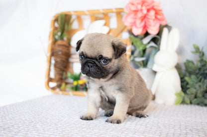 Pug Male (Jax)
