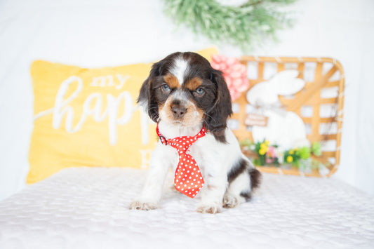 Miles-Cocker Spaniel Male