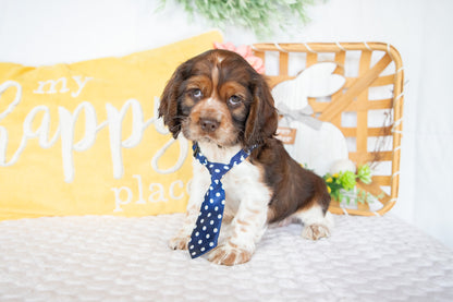 Murphy-Cocker Spaniel Male