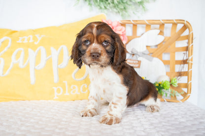 Murphy-Cocker Spaniel Male
