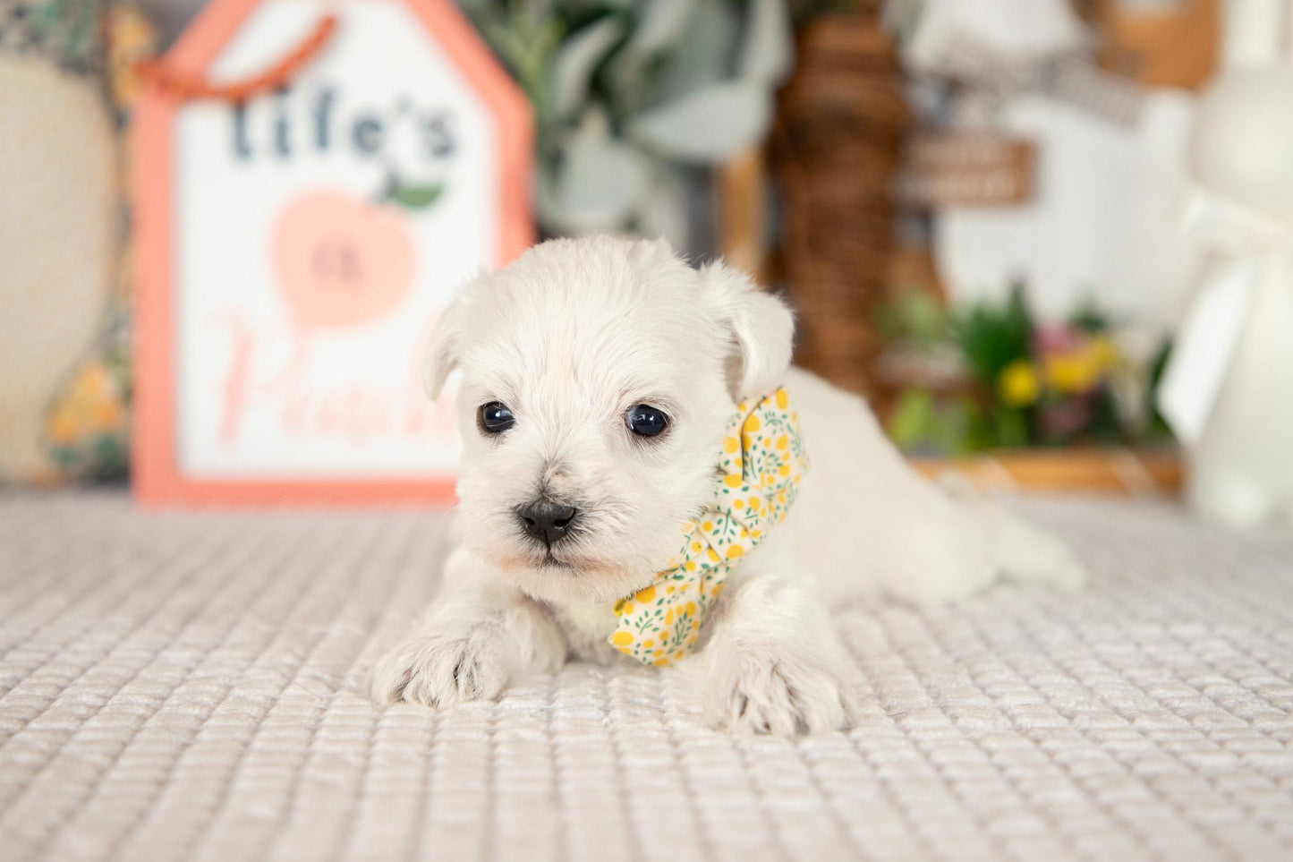 Miniature Schnauzer Female (Bella)