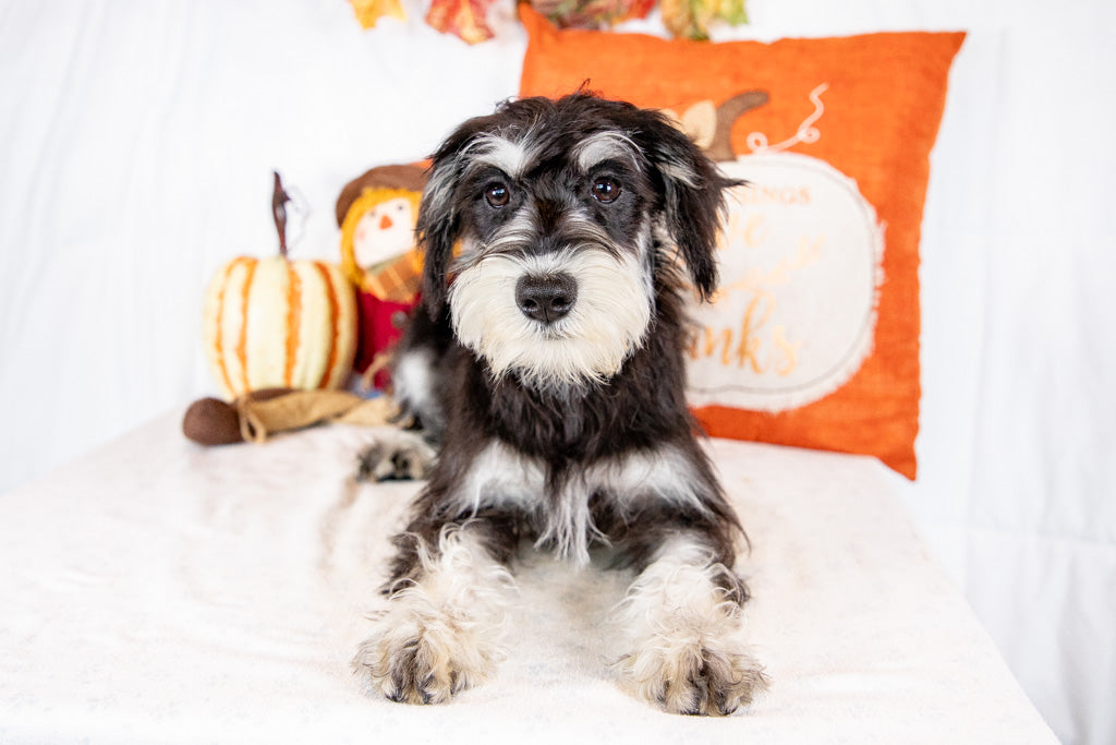 Lizabeth-Miniature Schnauzer Female