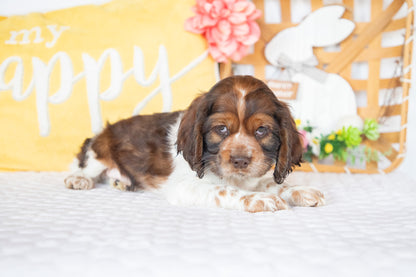 Murphy-Cocker Spaniel Male