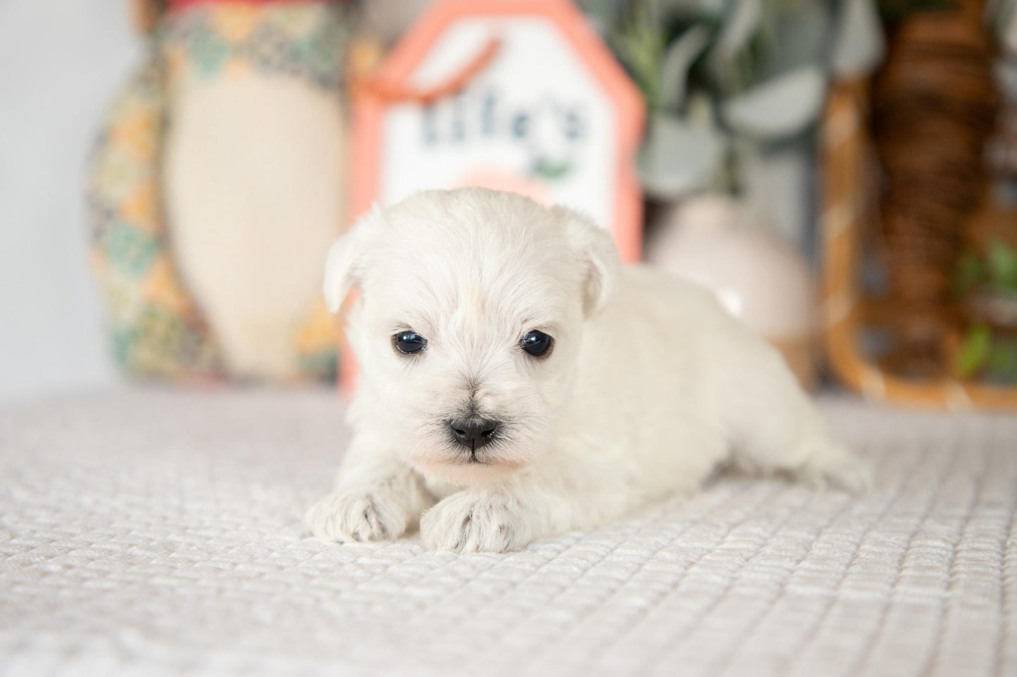 Miniature Schnauzer Female (Bella)