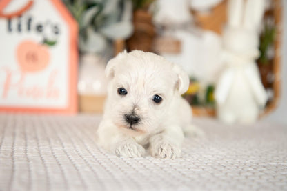 Miniature Schnauzer Female (Bella)