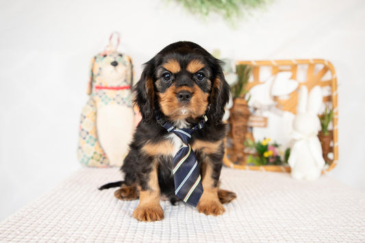 Cavalier King Charles Male (Harrison)