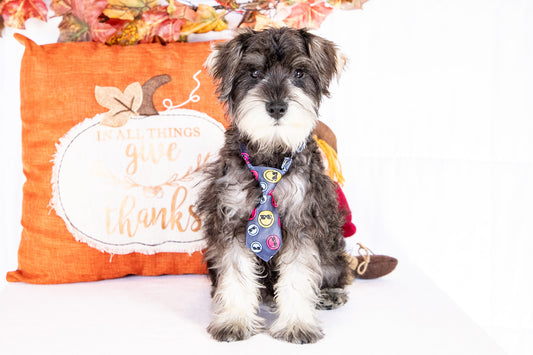 Kingston-Miniature Schnauzer Male