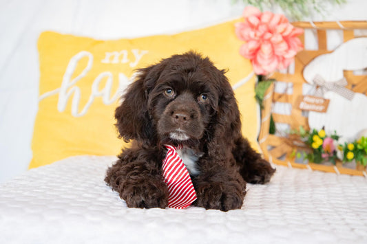 Peter-Cocker Spaniel Male