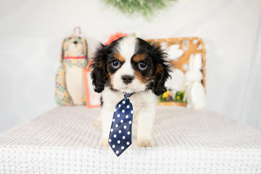 Cavalier King Charles Spaniel Male (Arlo)
