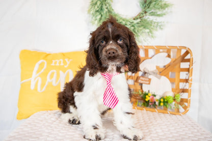 Pan-Cocker Spaniel Male