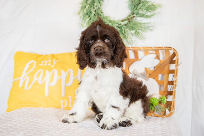 Pan-Cocker Spaniel Male