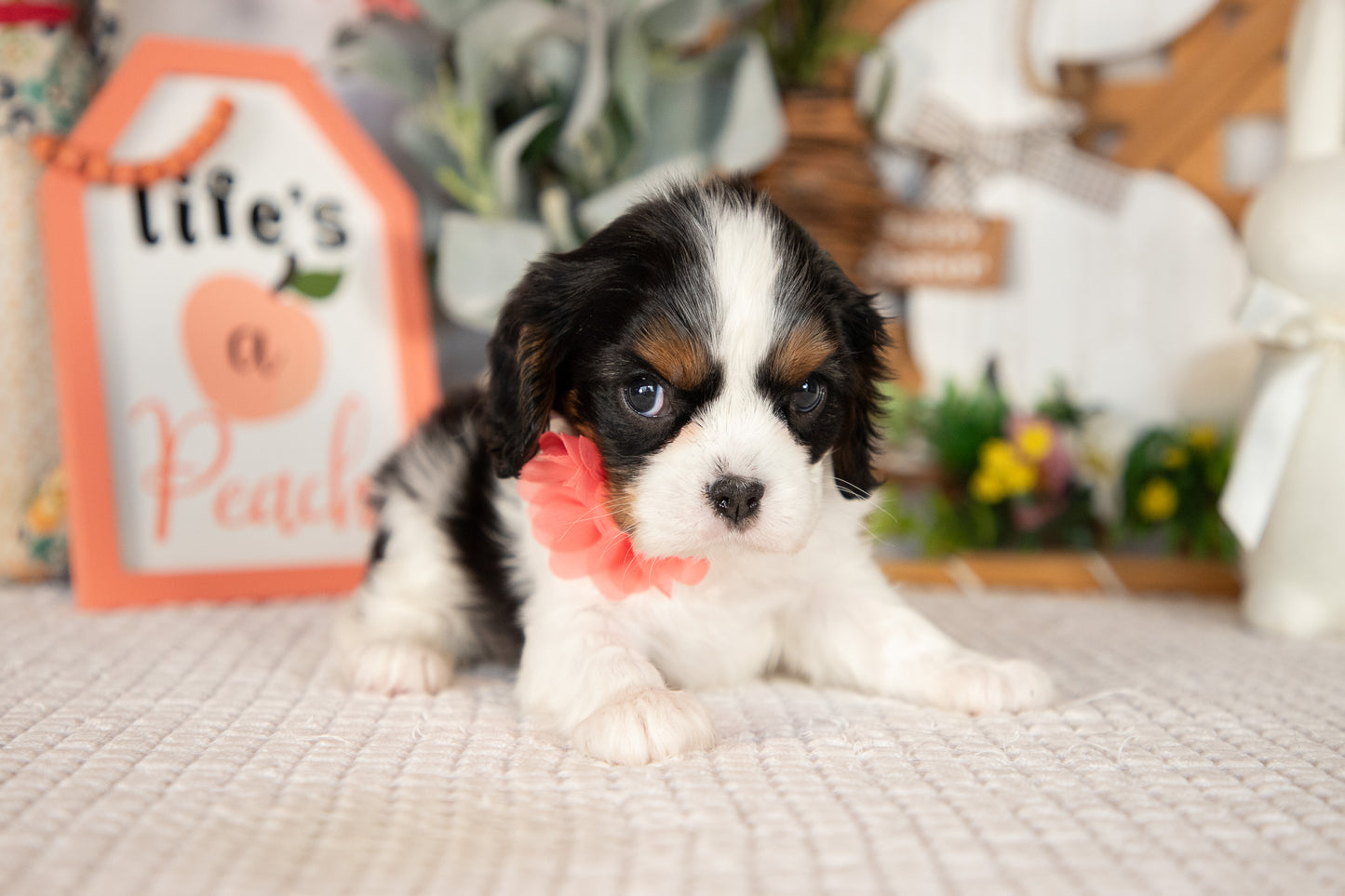 Cavalier King Charles Spaniel Female (Lilah)