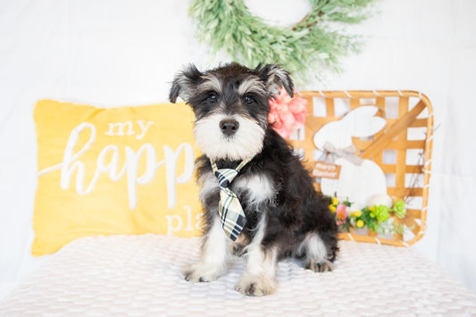 Spike-Miniature Schnauzer Male