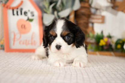 Cavalier King Charles Spaniel Female (Lilah)