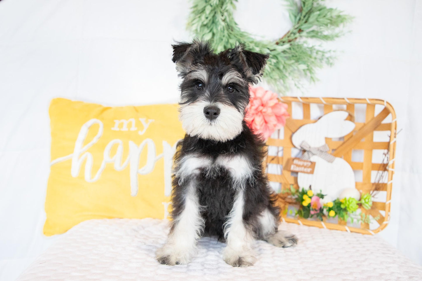 Spike-Miniature Schnauzer Male