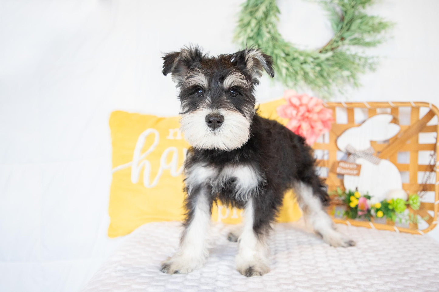 Spike-Miniature Schnauzer Male
