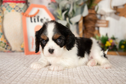 Cavalier King Charles Spaniel Female (Lilah)