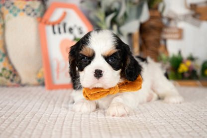 Cavalier King Charles Spaniel Female (Rosie)