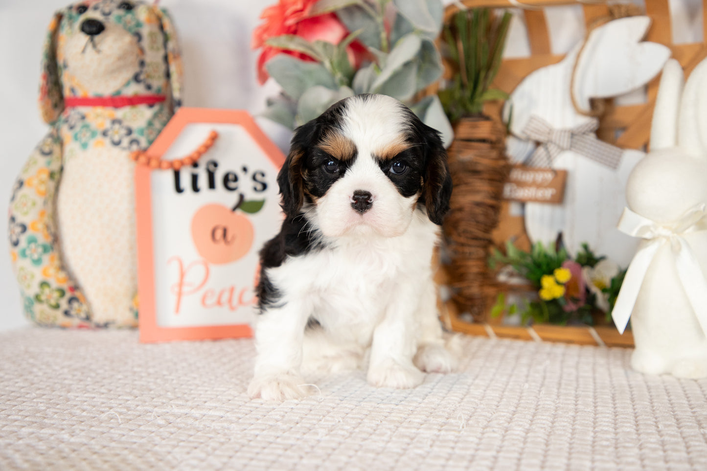 Cavalier King Charles Spaniel Female (Rosie)