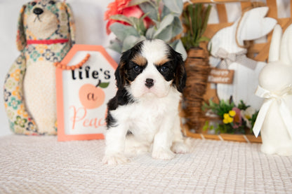 Cavalier King Charles Spaniel Female (Rosie)