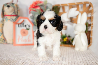 Cavalier King Charles Spaniel Female (Rosie)