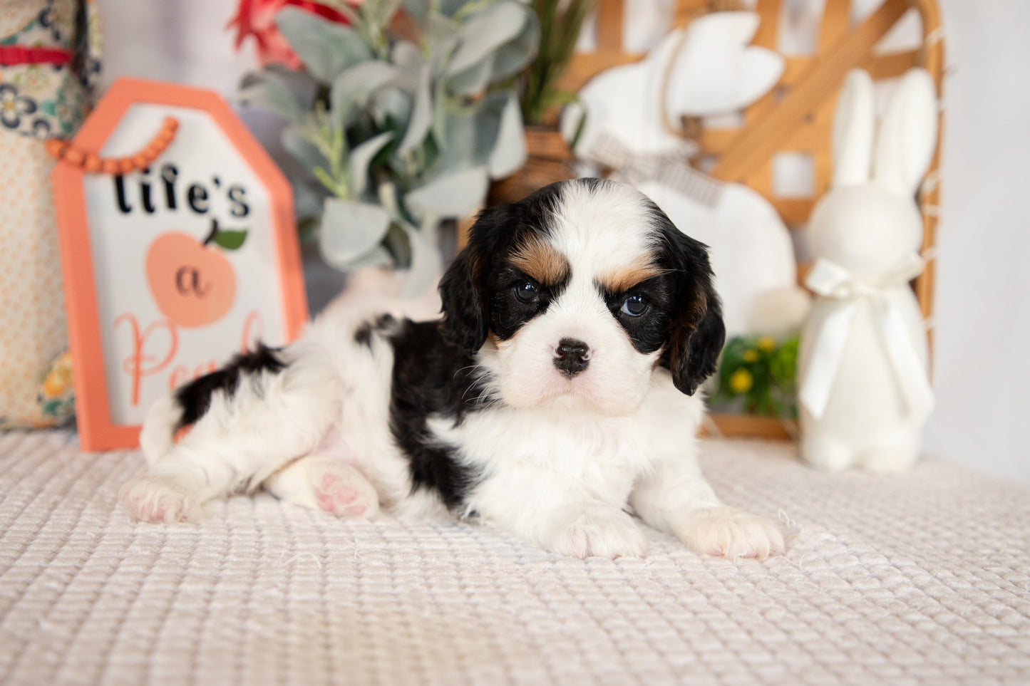 Cavalier King Charles Spaniel Female (Rosie)