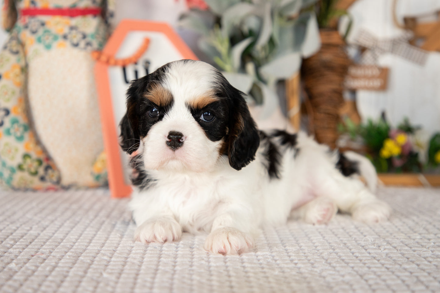 Cavalier King Charles Spaniel Female (Rosie)